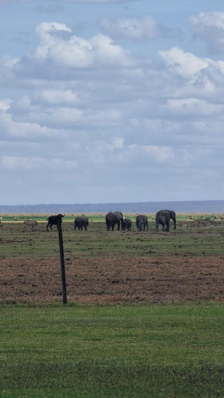 Experience the Magic of the Maasai Mara: Kenya’s Premier Safari Destination